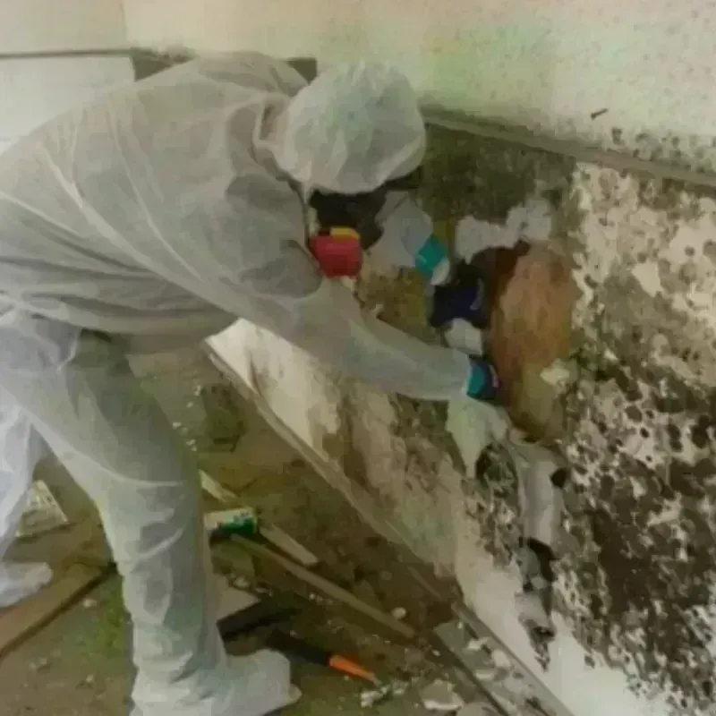 Mold Remediation and Removal in West Springfield, VA